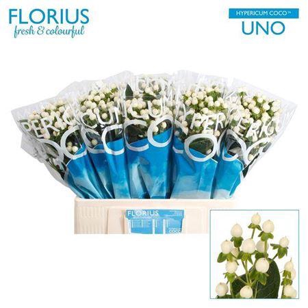 <h4>Hyp Coco Uno 60cm</h4>