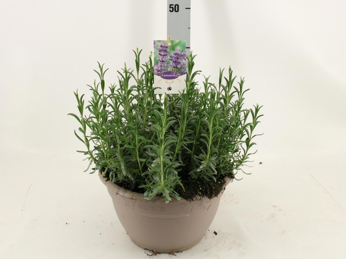 <h4>LAVAN AN DWARF BLUE</h4>