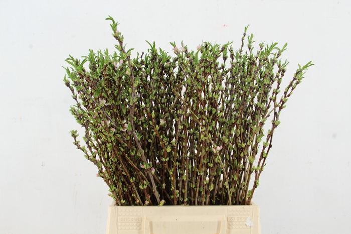 <h4>PRUNUS COMET 050CM</h4>