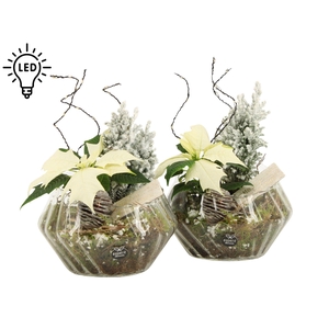 61972: X-mas arrangement met LED