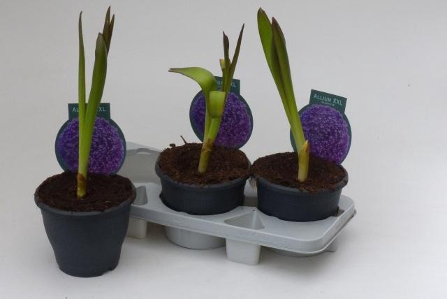 <h4>ALLI GLADIATOR</h4>