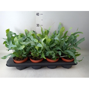 Phlebodium aureum 'Blue Star'