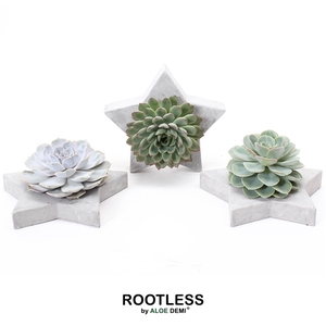 ROOTLESS Echeveria, Grey star