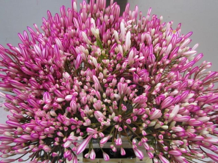 Agapanthus Cerise