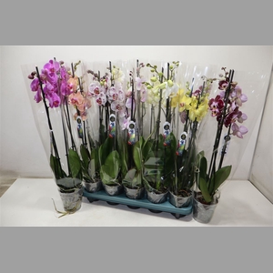 Phal Gem 5 Kl