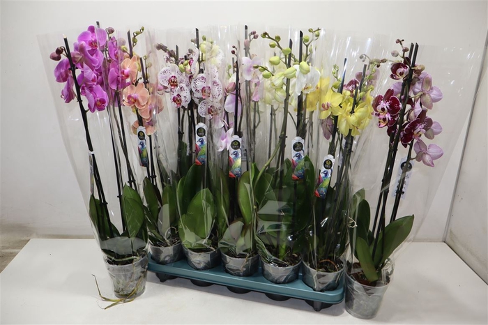 <h4>Phal Gem 5 Kl</h4>
