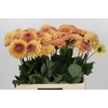Dahlia Dalmuti Cavalier