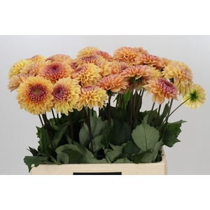 Dahlia Dalmuti Cavalier