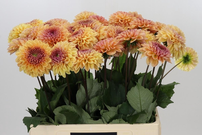<h4>Dahlia Dalmuti Cavalier</h4>