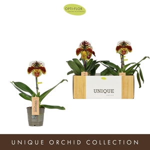 Paphiopedilum Spotted