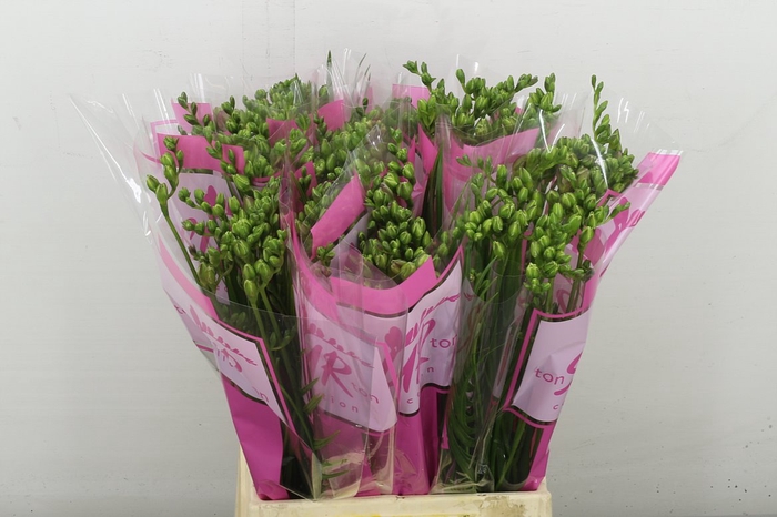 <h4>Fr En Ton Sur Ton Pink</h4>