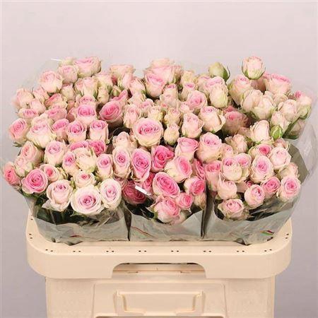 <h4>R Tr Good Mood</h4>