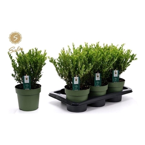 ILEX CRENATA JENNY