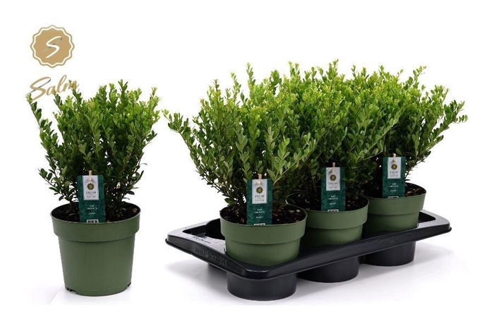 <h4>ILEX CRENATA JENNY</h4>