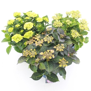 Hydrangea macr. Royalty Collection® MIX C5 (23cm.) Kn.