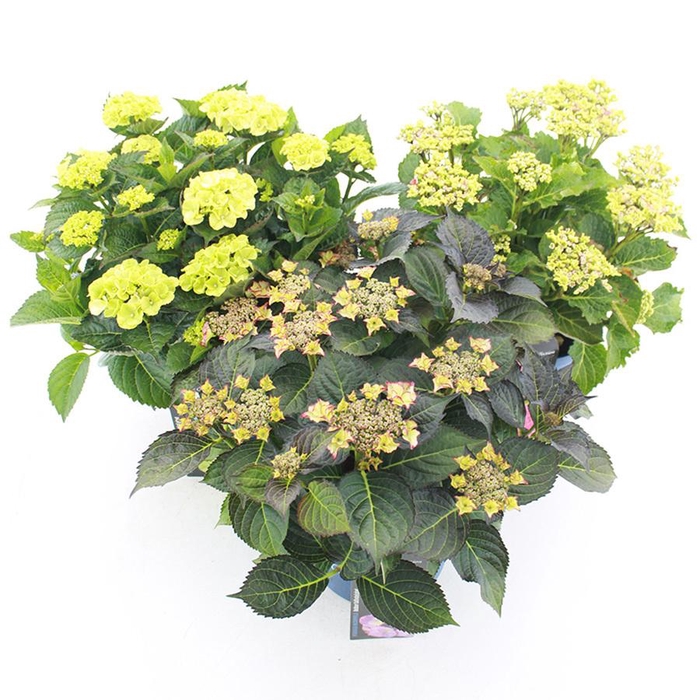 <h4>Hydrangea macr. Royalty Collection® MIX C5 (23cm.) Kn.</h4>