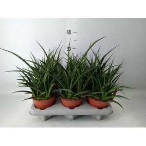 Sansevieria  'Fernwood'