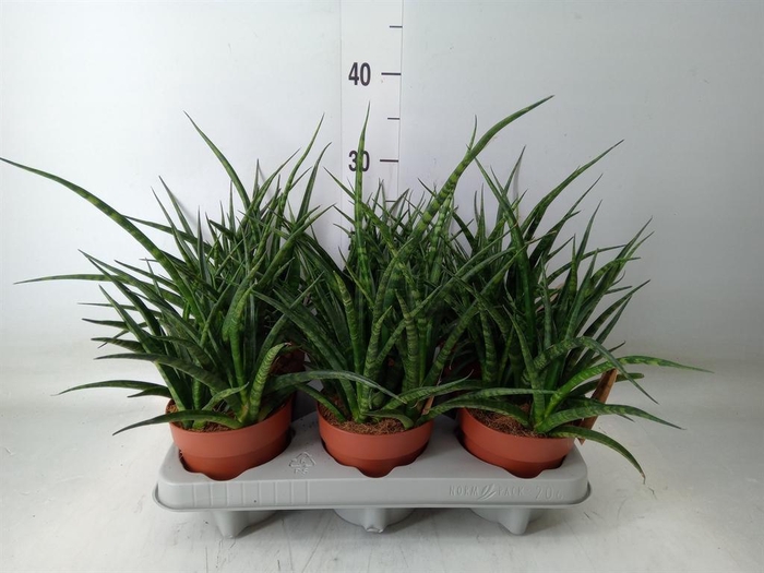 <h4>Sansevieria 'Fernwood'</h4>