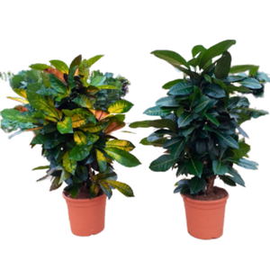 Codiaeum variegatum kleinbladig gemengd 2 soorten