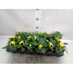 Viola wr. 'Colossus Yellow Blotch'