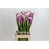 Zantedeschia Eydolls Purple White