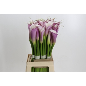Zantedeschia Eydolls Purple White