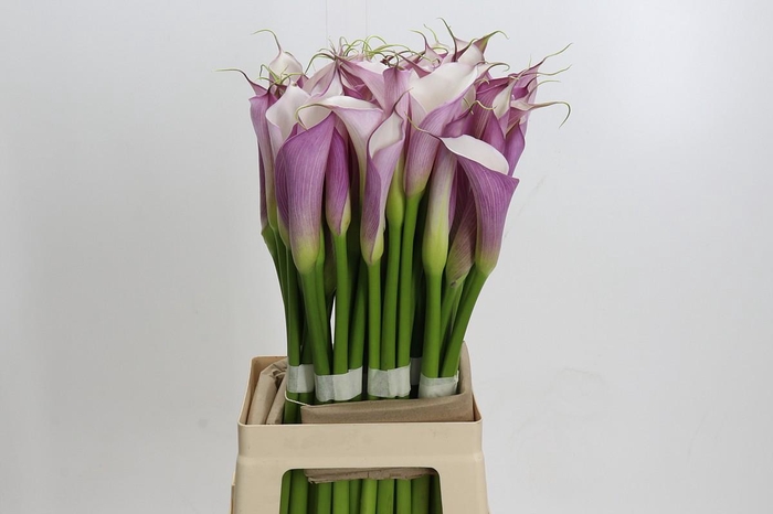 <h4>Zantedeschia Eydolls Purple White</h4>