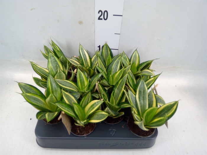 <h4>Sansevieria trifa. 'Golden Hahnii'</h4>