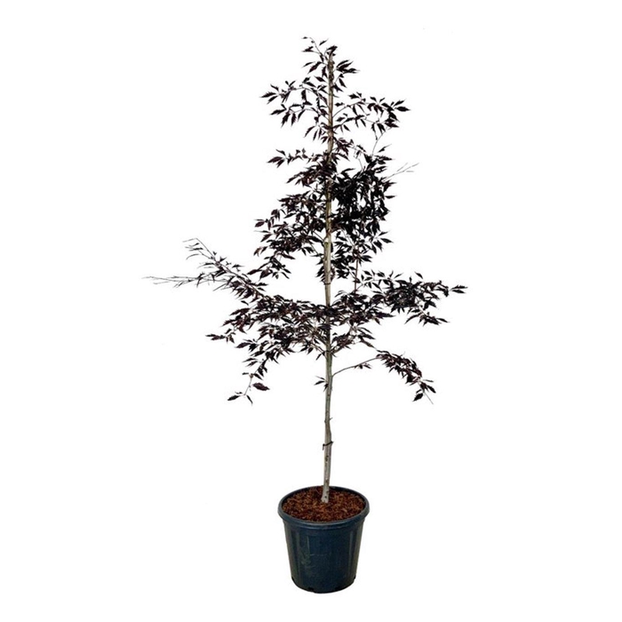 <h4>Fagus syl. Midnight Feather</h4>