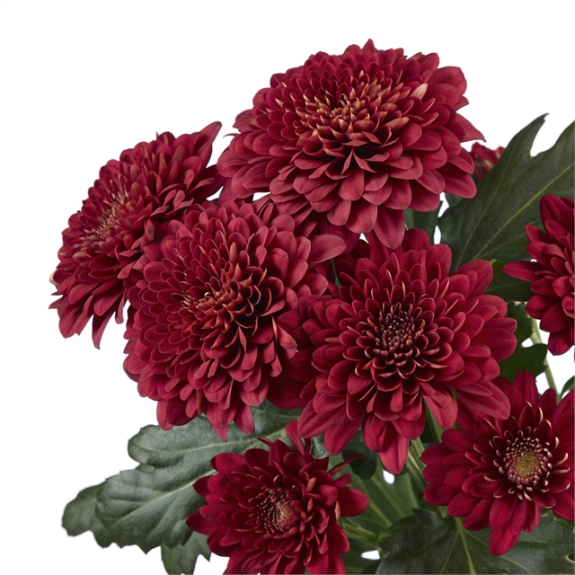 <h4>CRISANTEMO SANTINI KALUA 080 CM VERMELHO</h4>