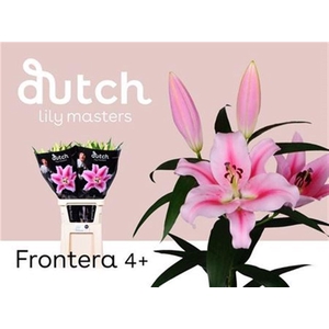 Li Ot Frontera Pink 4+