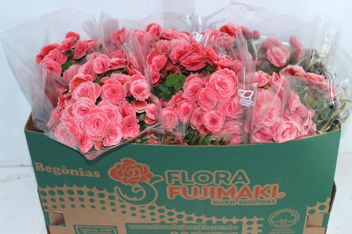 <h4>BEGONIA BORIAS P15</h4>