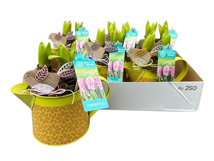 <h4>ARR KAMERPL</h4>