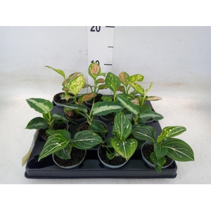 Aglaonema   ...