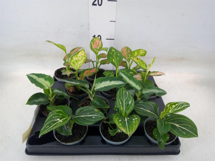 <h4>Aglaonema   ...</h4>