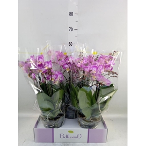 Phalaenopsis multi.   ...rose