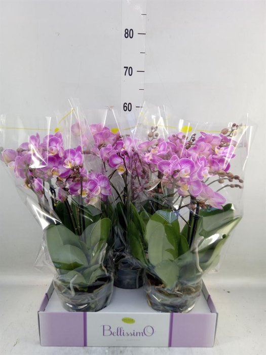 <h4>Phalaenopsis multi.   ...rose</h4>