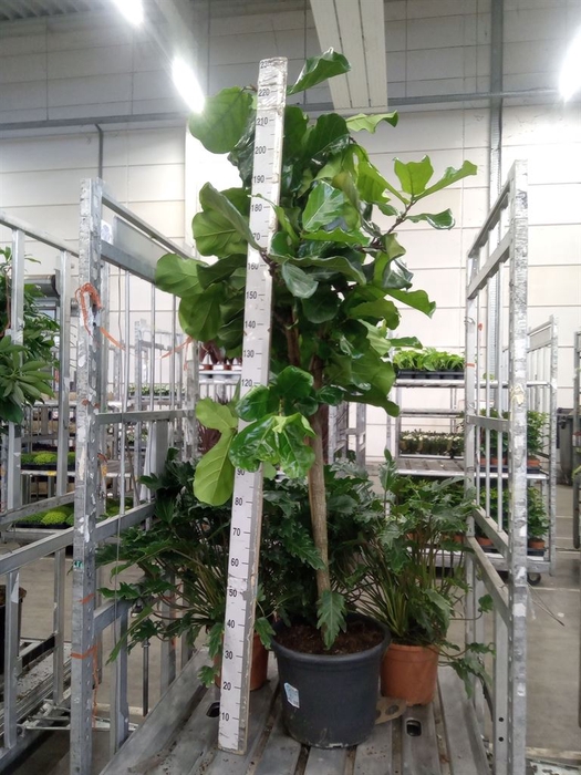 <h4>Ficus lyrata</h4>