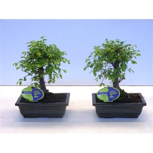 Zelkova parvifolia, 20cm., broom, with driptray