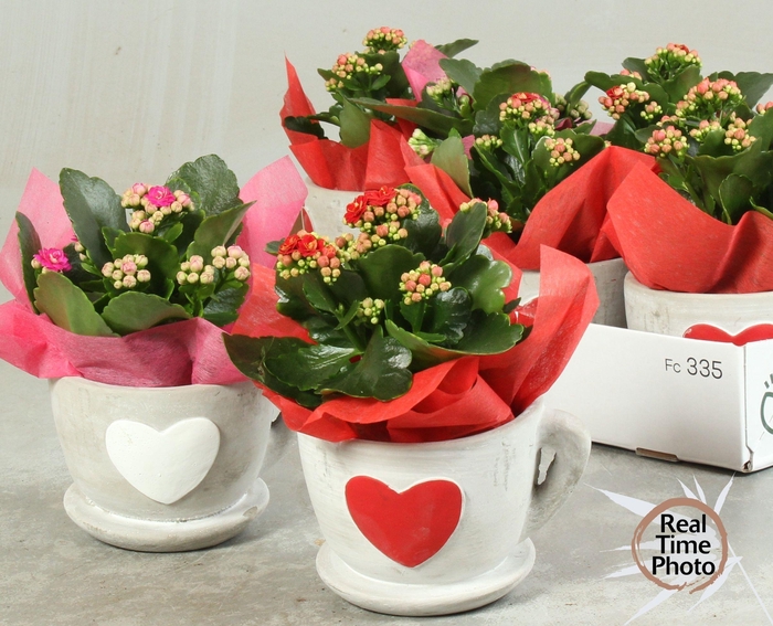 <h4>ARR KAMERPL</h4>