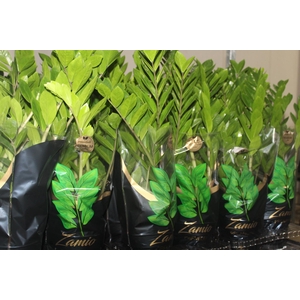 ZAMIOCULCAS PREMIUM P17 PREMIUM
