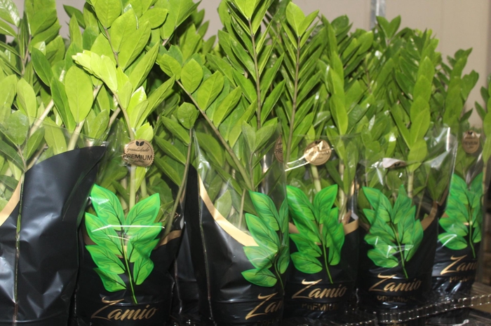 <h4>ZAMIOCULCAS PREMIUM P17 PREMIUM</h4>