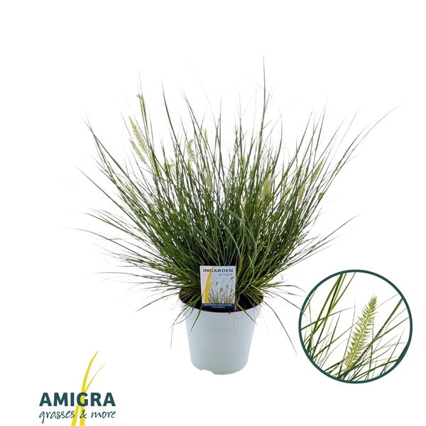 <h4>Pennisetum alopecuroides 'Little Bunny'</h4>
