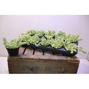 Sedum Burrito