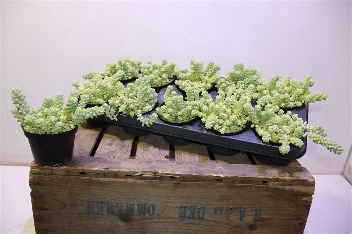 Sedum Burrito