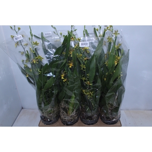 ONCIDIUM SUMMER WIND P14 MIN 1 HT