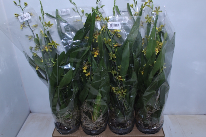 <h4>ONCIDIUM SUMMER WIND P14 MIN 1 HT</h4>