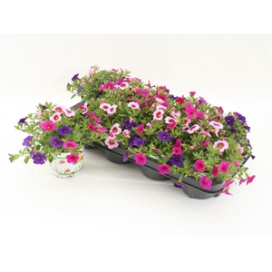 Calibrachoa Trixi Flamingo