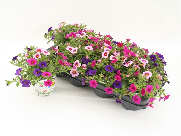 <h4>Calibrachoa Trixi Flamingo</h4>