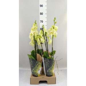 Phalaenopsis  'FC Sunshower'